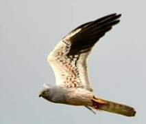 Montagu's Harrier