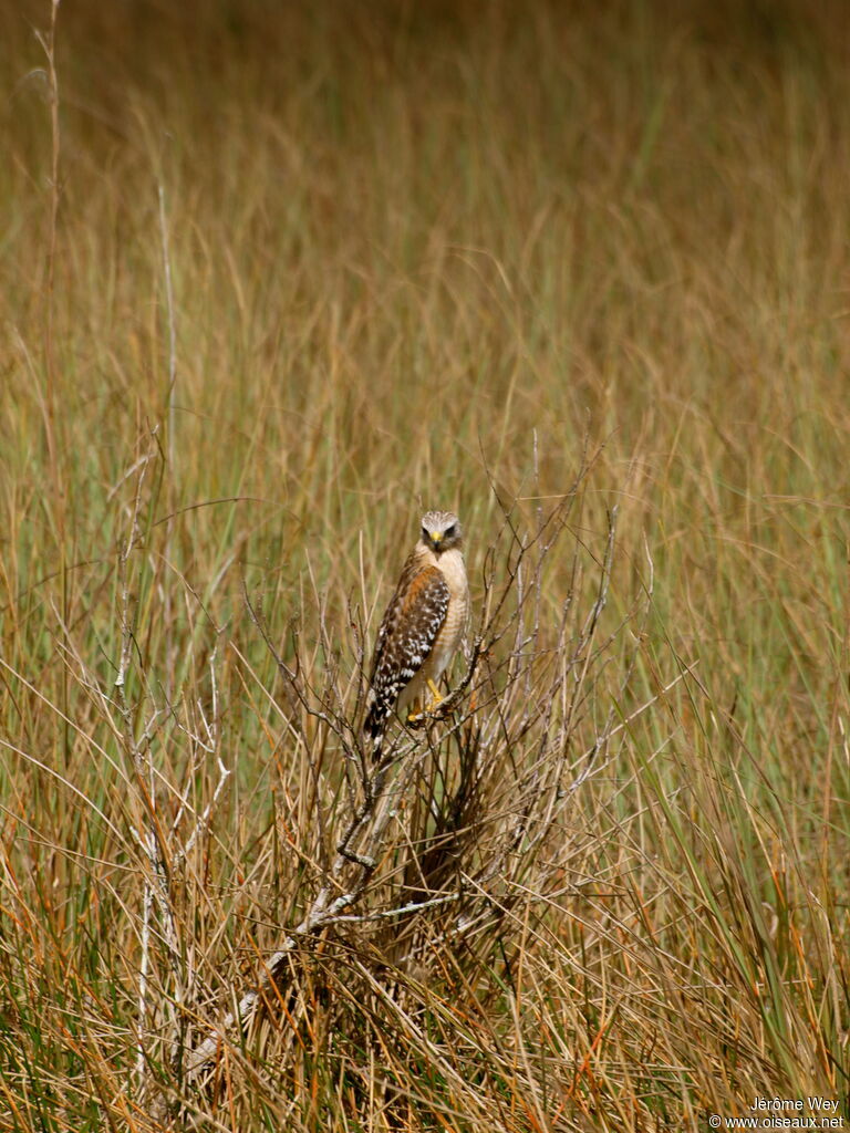 Red-shouldered Hawk