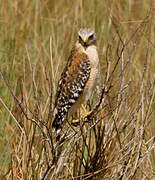 Red-shouldered Hawk