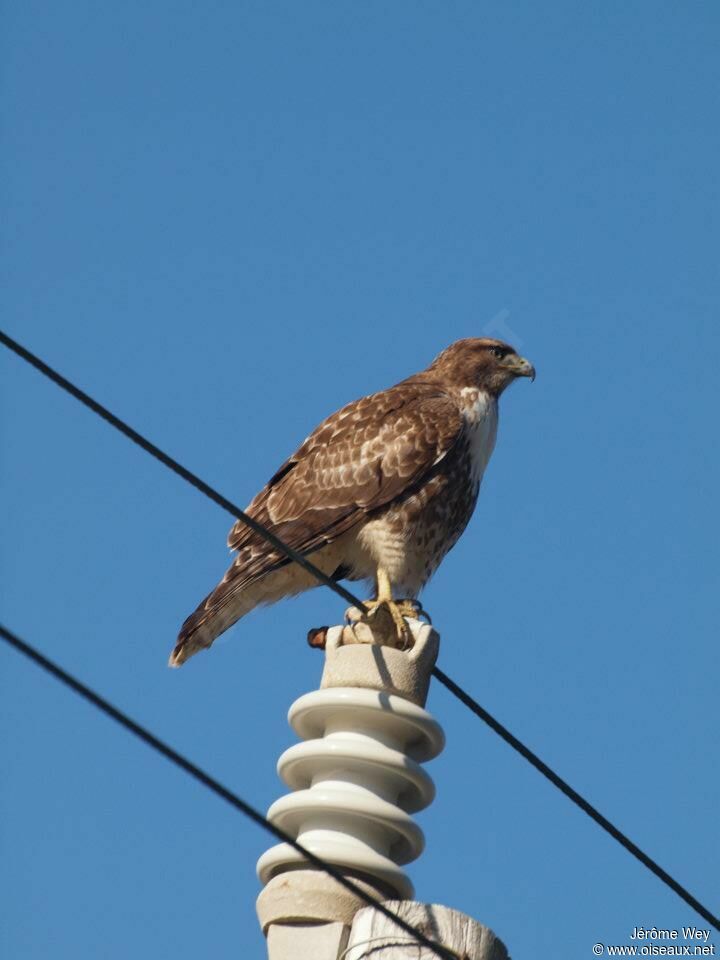 Red-tailed Hawk