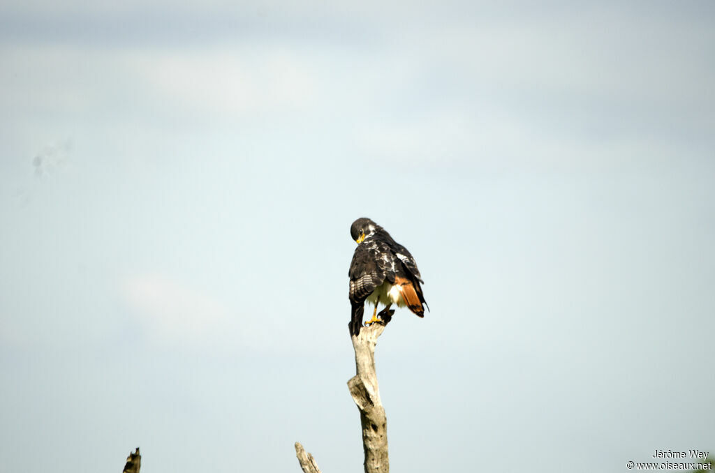 Augur Buzzard