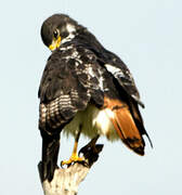 Augur Buzzard