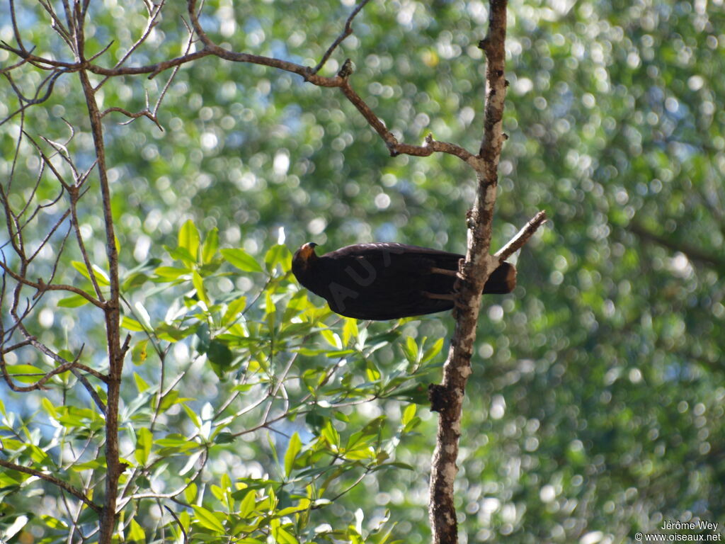 Common Black Hawk