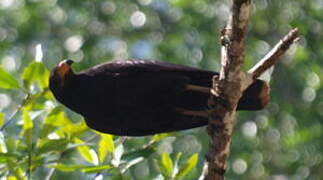 Common Black Hawk