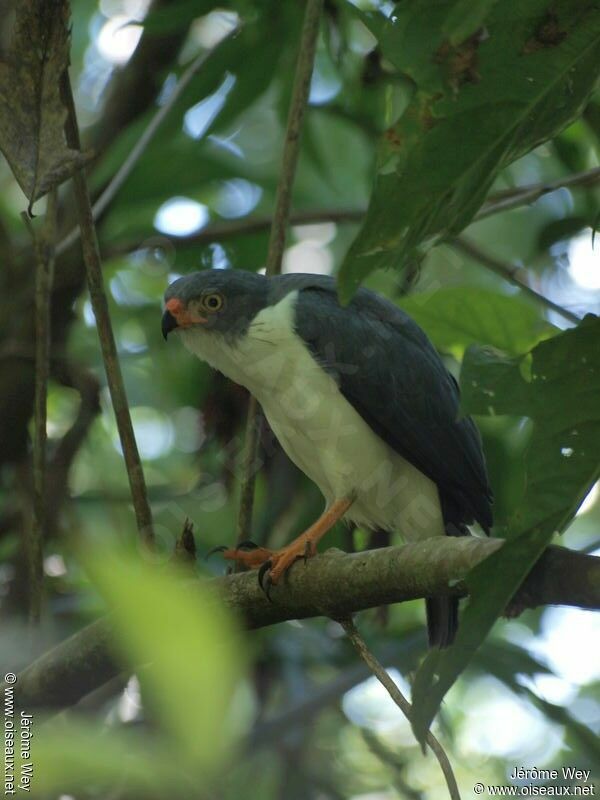 Semiplumbeous Hawk