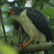 Semiplumbeous Hawk