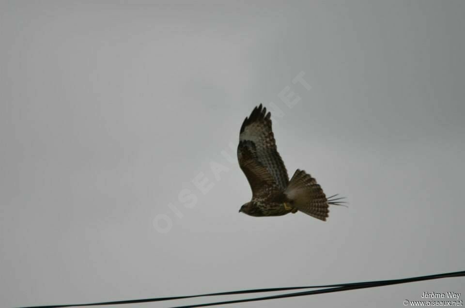 Buse variable