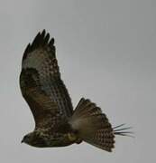 Common Buzzard