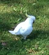 Sulphur-crested Cockatoo