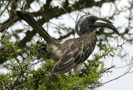 African Grey Hornbill