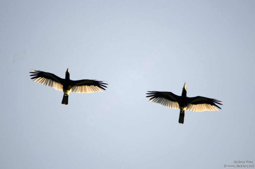 Black-and-white-casqued Hornbill