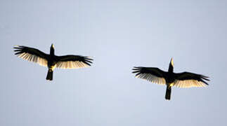 Black-and-white-casqued Hornbill