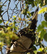 Oriental Pied Hornbill