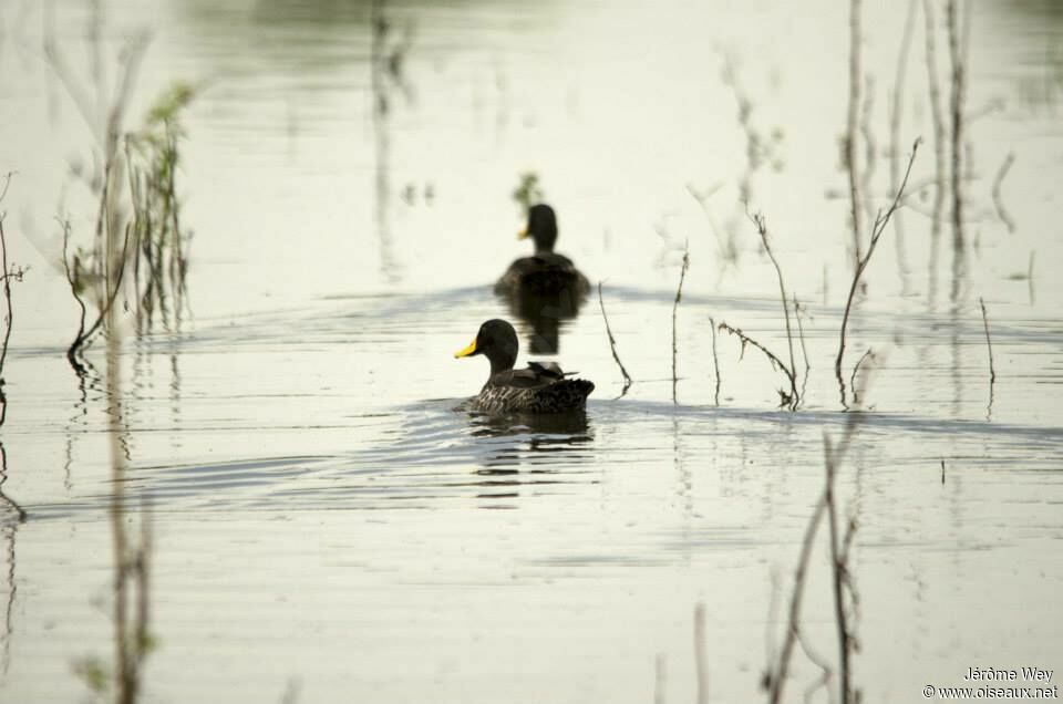 Canard à bec jaune