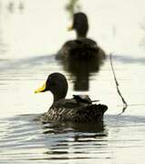 Canard à bec jaune