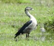 Knob-billed Duck