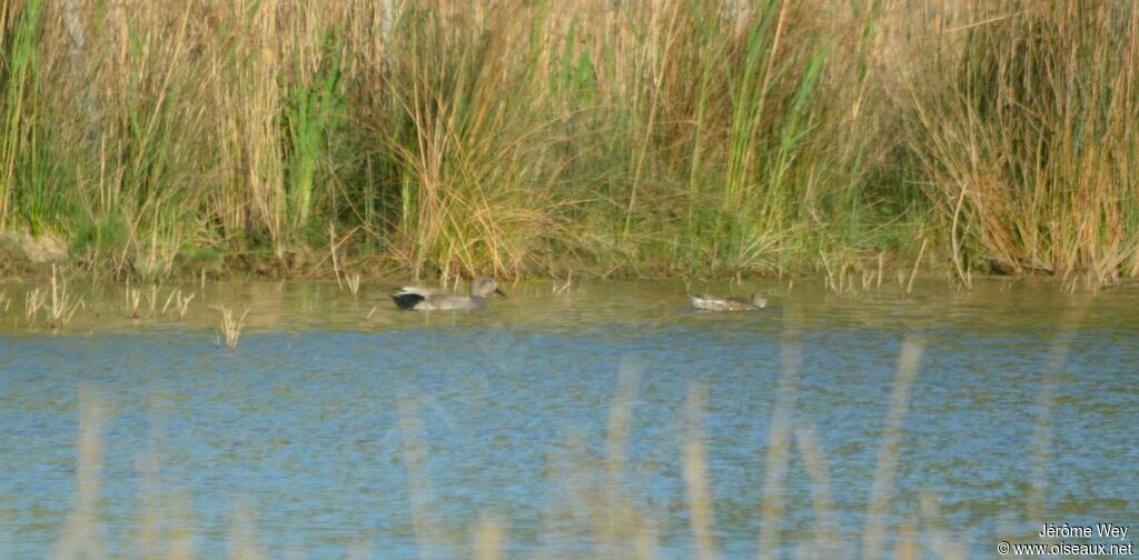 Canard chipeau