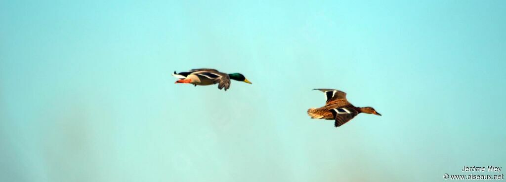 Canard colvert