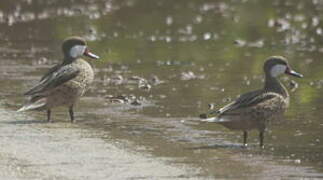 White-cheeked Pintail