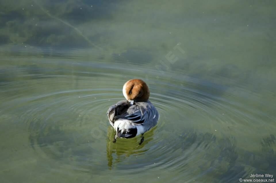 Canard siffleur