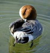 Eurasian Wigeon