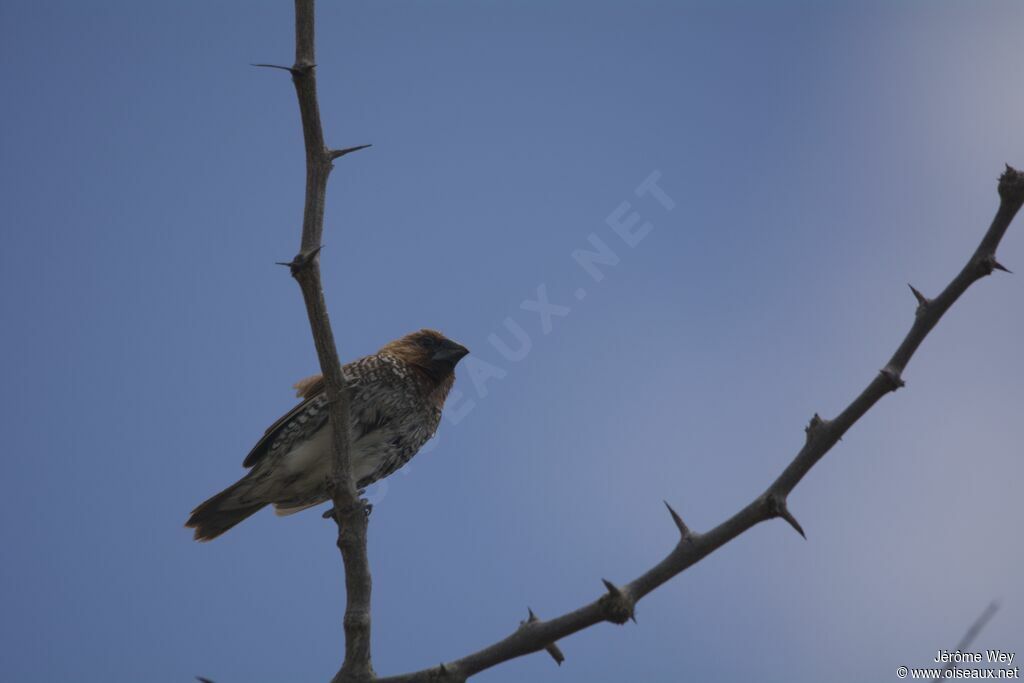 Scaly-breasted Munia