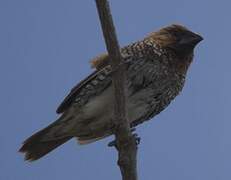 Scaly-breasted Munia