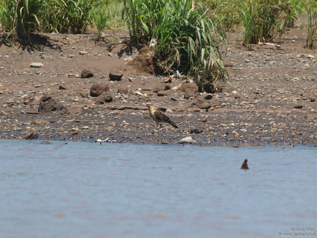 Yellow-headed Caracara