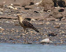 Caracara à tête jaune