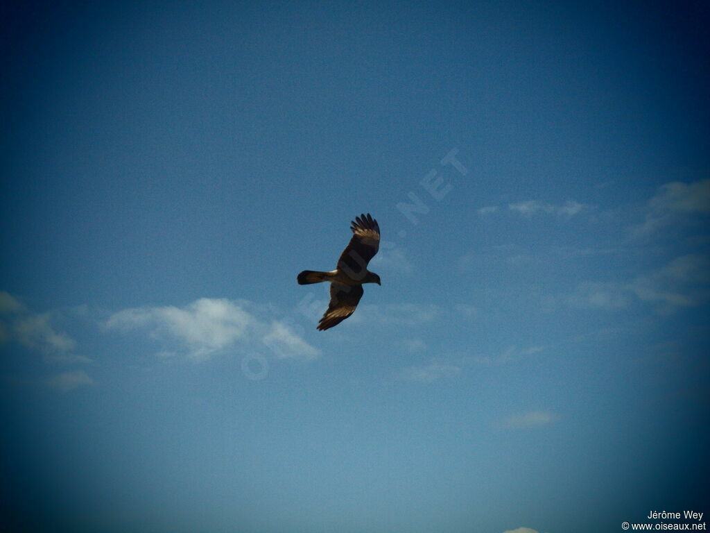 Chimango Caracara