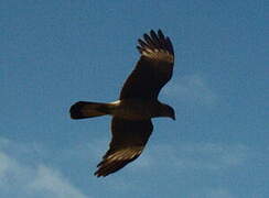 Chimango Caracara