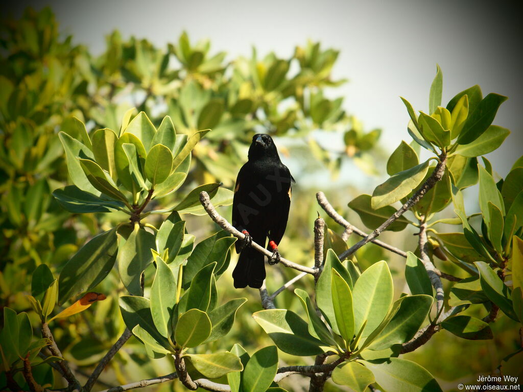 Red-winged Blackbird