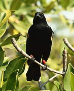 Red-winged Blackbird