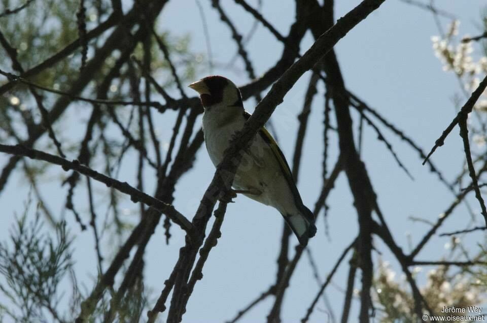 European Goldfinch