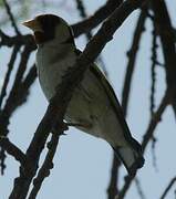 European Goldfinch