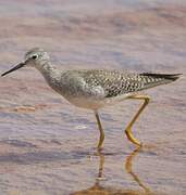 Lesser Yellowlegs