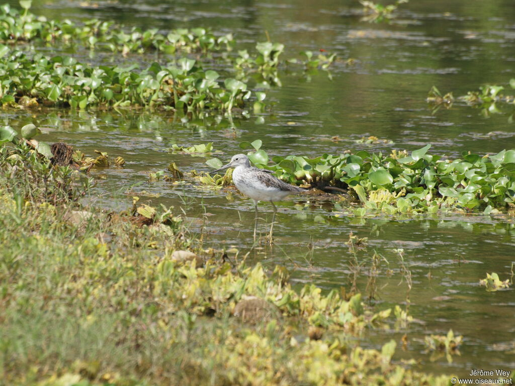 Common Greenshank