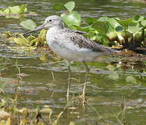 Common Greenshank