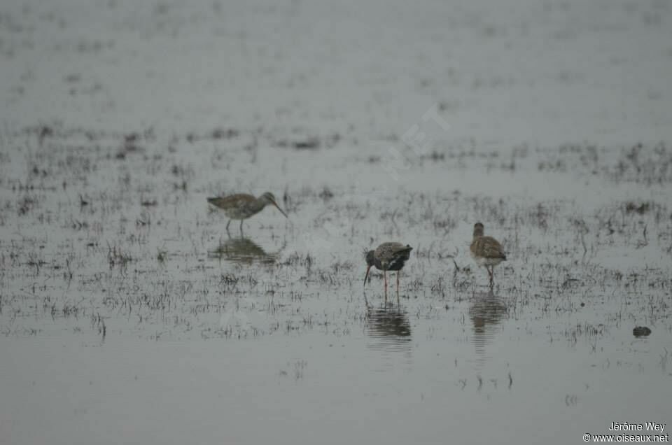 Spotted Redshank