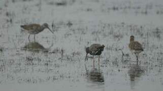 Spotted Redshank