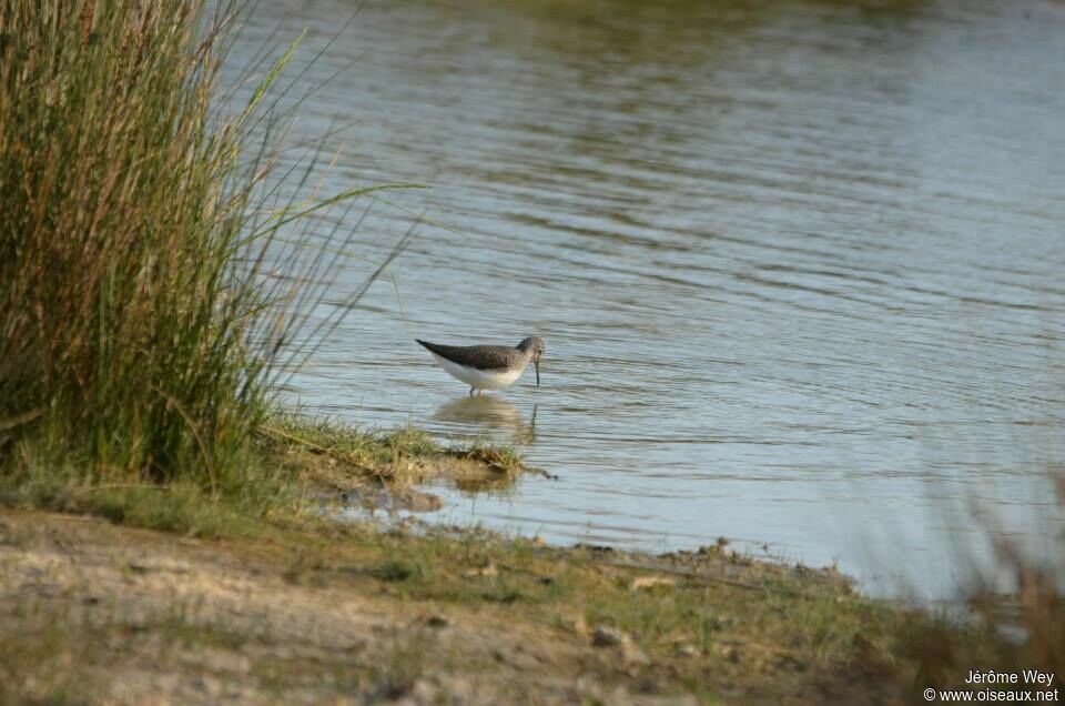 Green Sandpiper