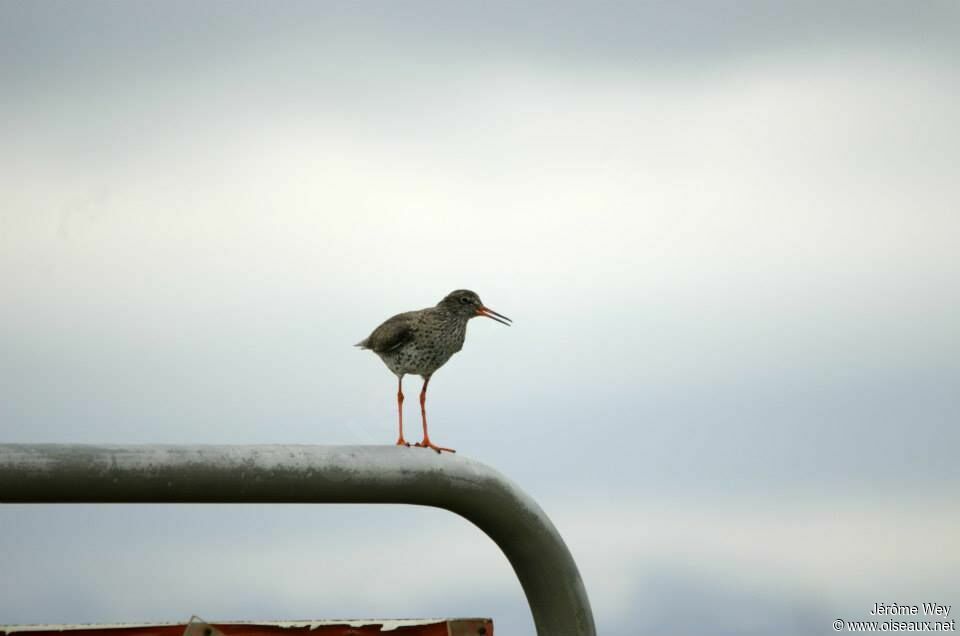 Common Redshank (robusta)