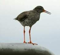 Common Redshank (robusta)