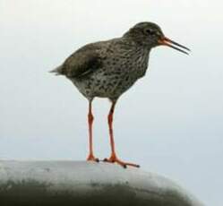 Chevalier gambette d'Islande