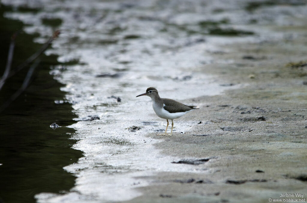 Spotted Sandpiper