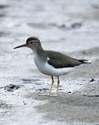 Spotted Sandpiper