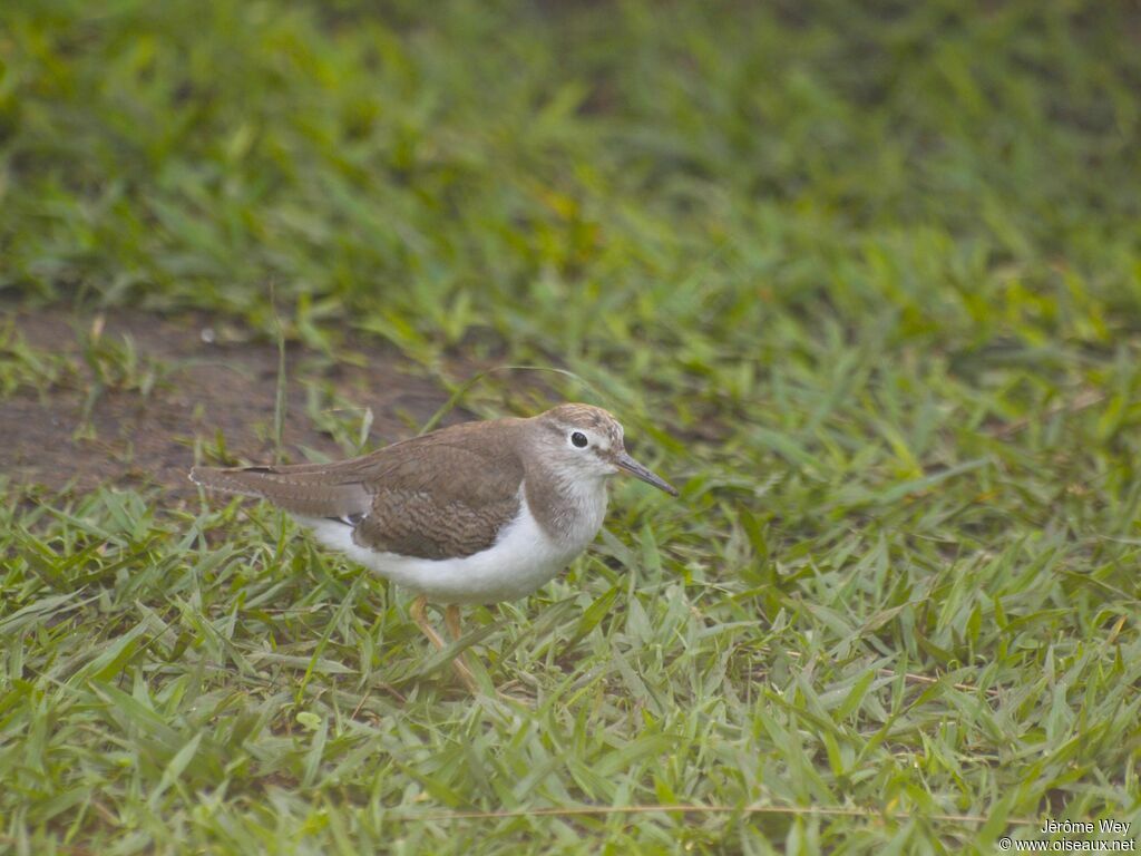 Common Sandpiper