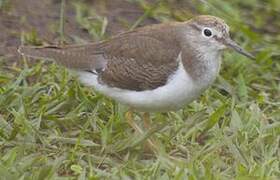 Common Sandpiper