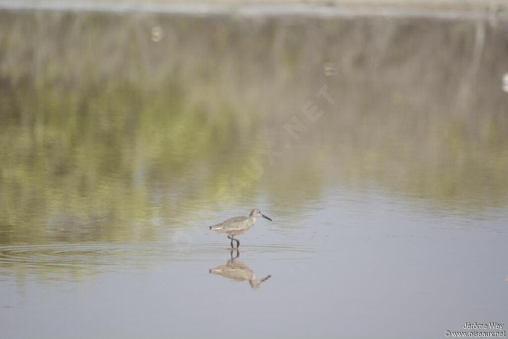 Willet