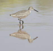 Willet